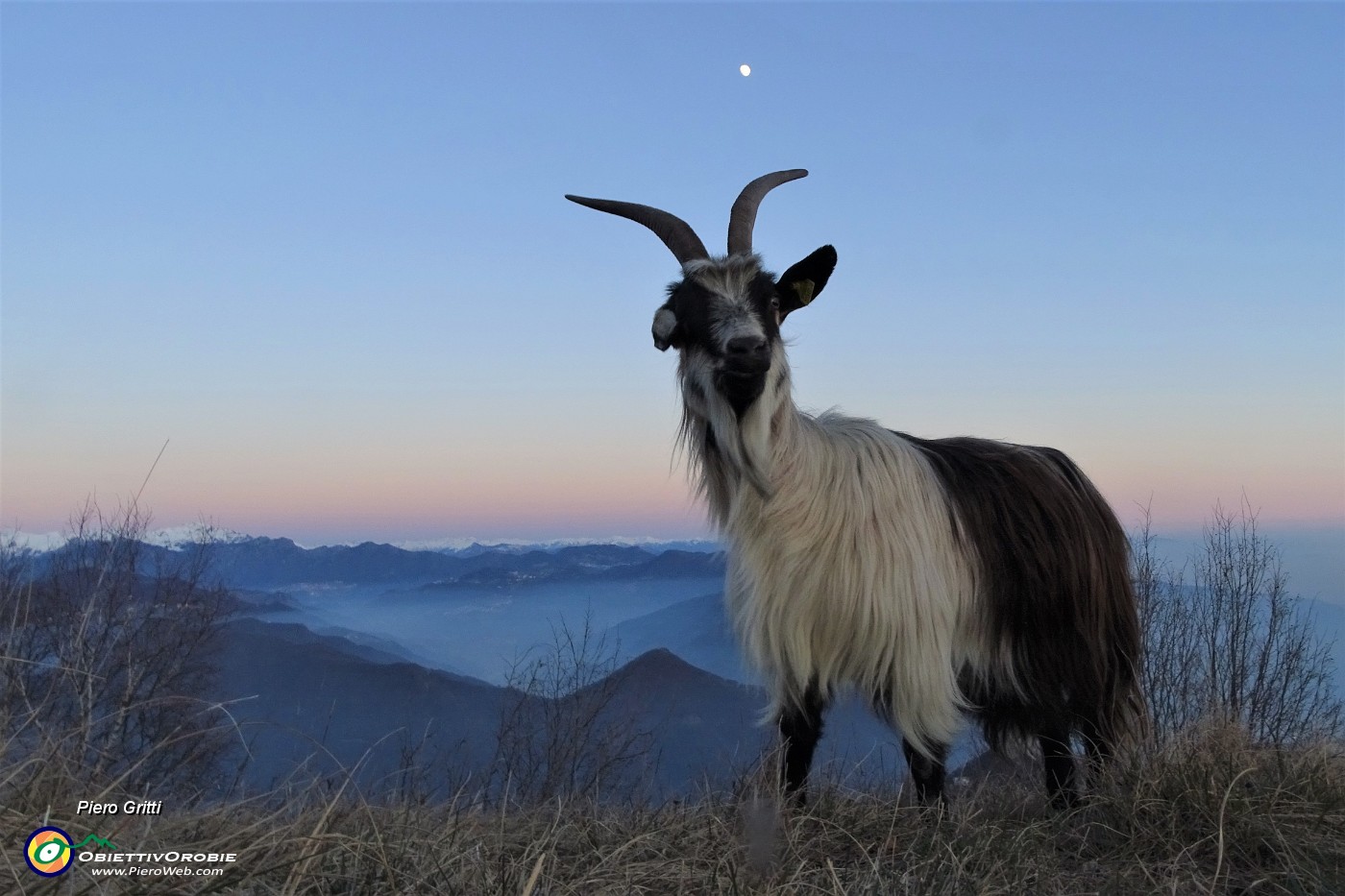 84 Le caprette sfruttano l'ultima luce del giorno per brucare erba, mentre si fa splendente la luna in cielo.JPG